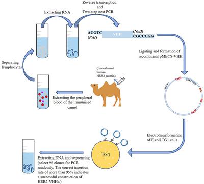 A Novel Small Molecular Antibody, HER2-Nanobody, Inhibits Tumor Proliferation in HER2-Positive Breast Cancer Cells In Vitro and In Vivo